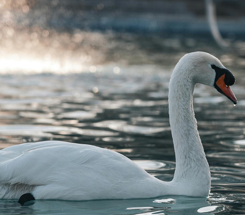 Swan